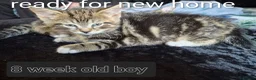Domestic Shorthair cats for sale: Kittens - Advert 2