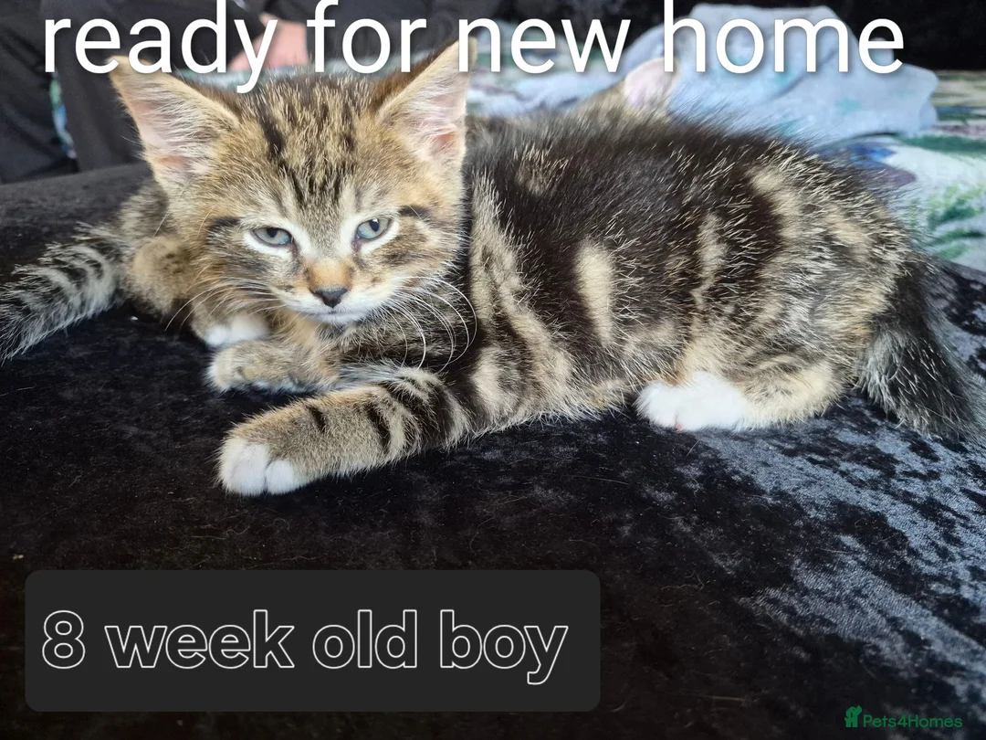 Domestic Shorthair cats for sale: Kittens - Advert 2