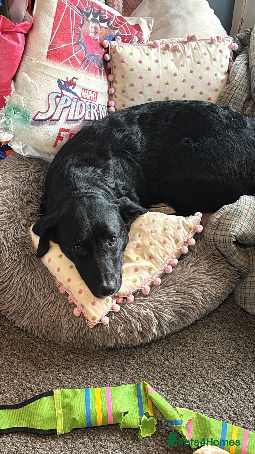 Mixed Breed dogs for sale: ❤️ Forever home required ❤️ - Advert 2