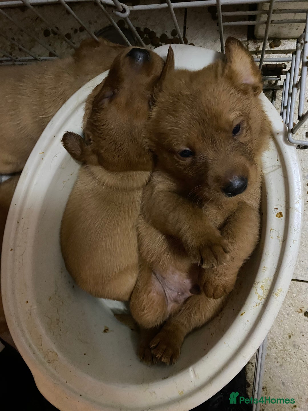 Labrador Retriever dogs for sale: Kc reg Labrador puppies injections flea worm chip - Image 9