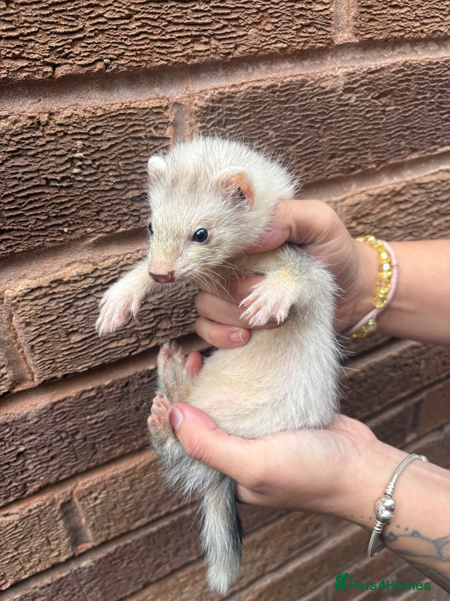 Ferret rodents Silver baby ferrets  - Advert 1