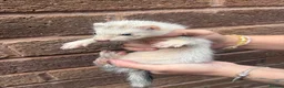 Ferret rodents for sale: Silver baby ferrets  - Advert 1