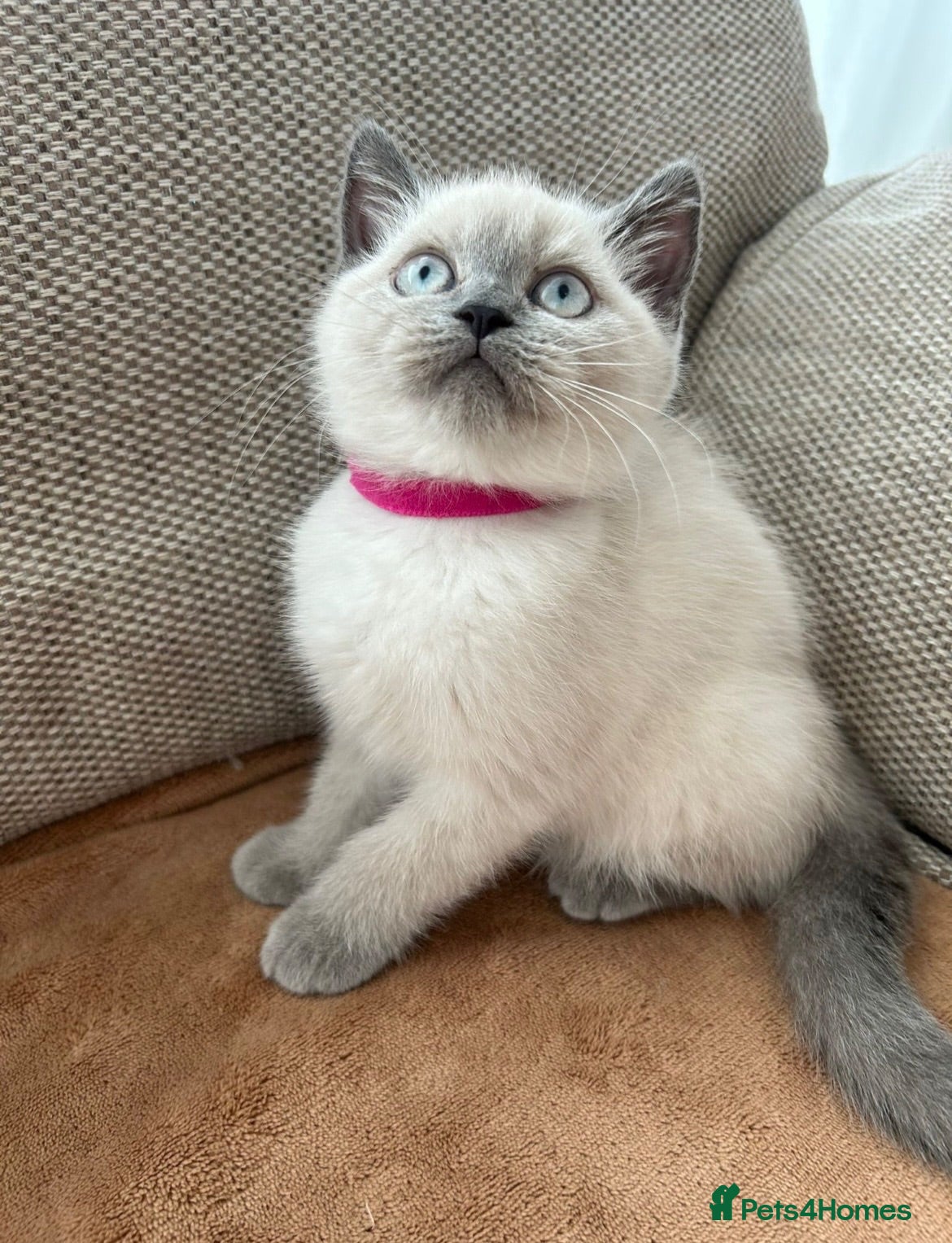 British Shorthair cats British shorthair Colorpoint kittens - Advert 11