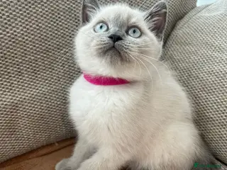 British Shorthair cats British shorthair Colorpoint kittens - Advert 11