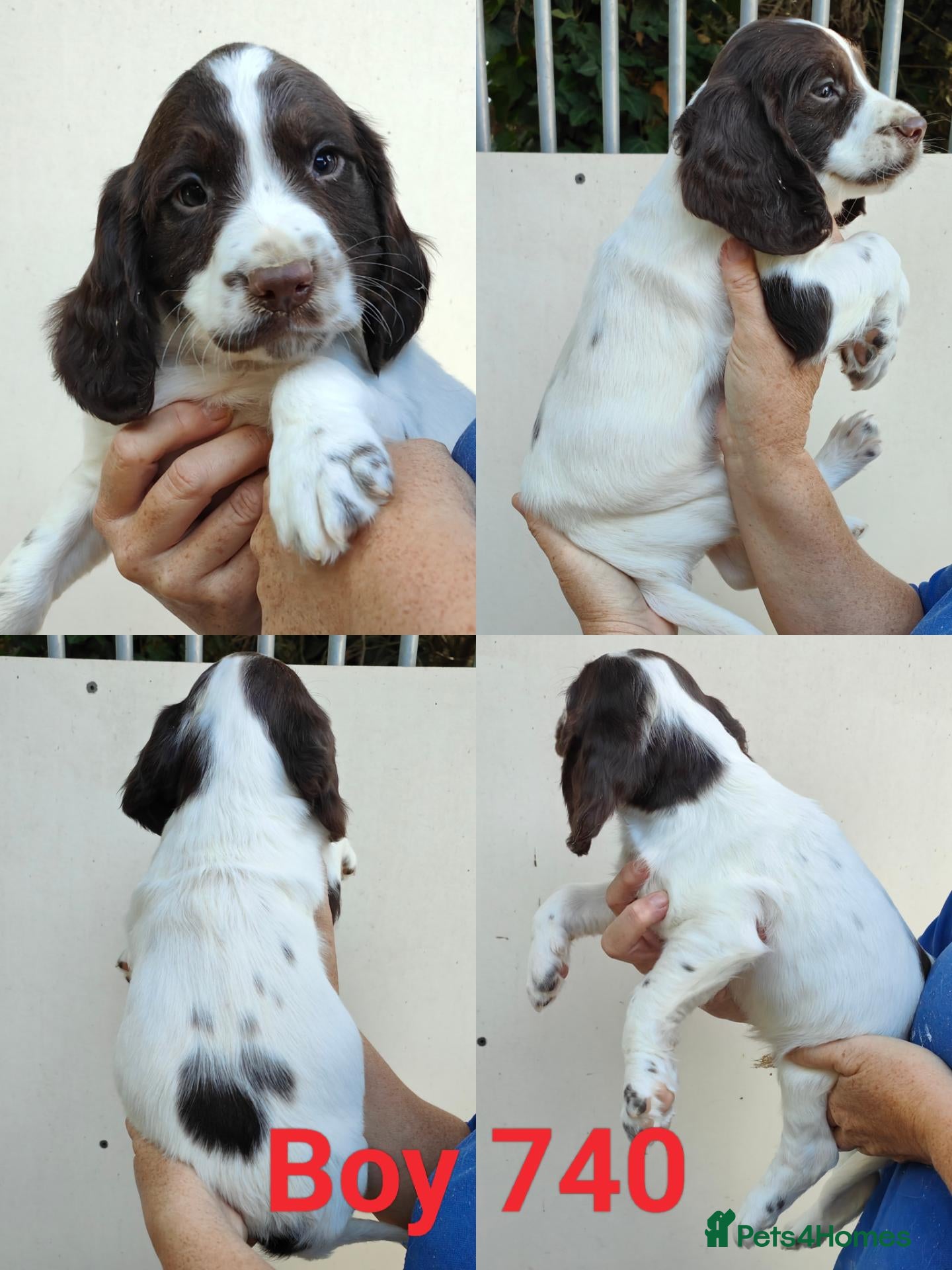Sprocker dogs Beautiful Sprocker Puppies - Advert 1