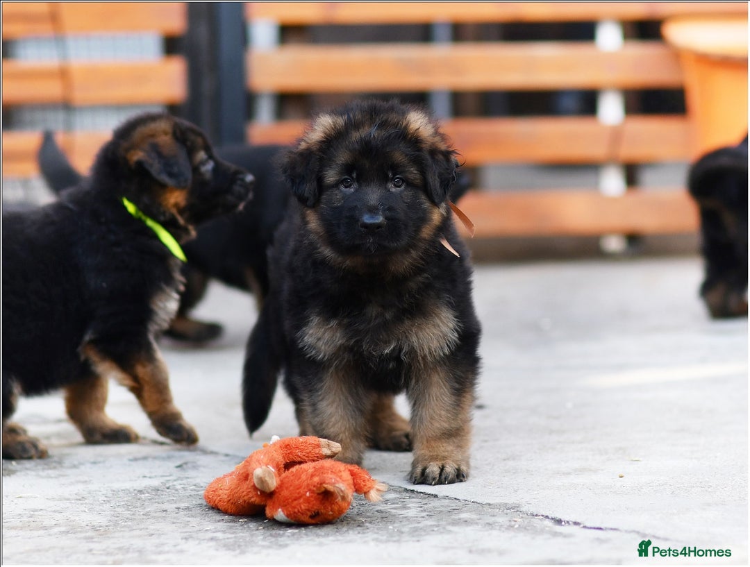 German Shepherd dogs for sale: BRUSAVENBERG LITTER DUE 3rd WEEK of JANUARY 2026 - Advert 10