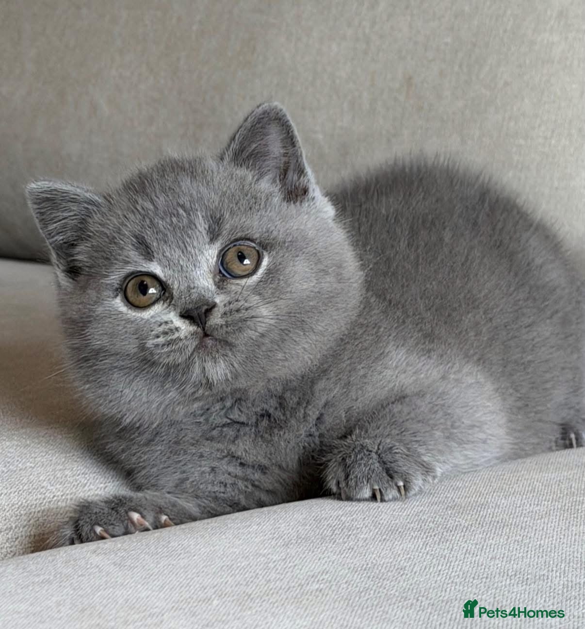 British Shorthair cats ✨ GCCF BEAUTIFUL KITTENS ✨ - Advert 1