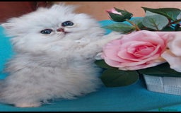 Persian cats for sale: Italian Persian chinchilla kittens♥️🐾 - Image 1