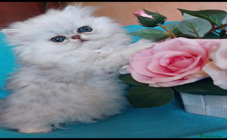 Persian cats - Advert 4