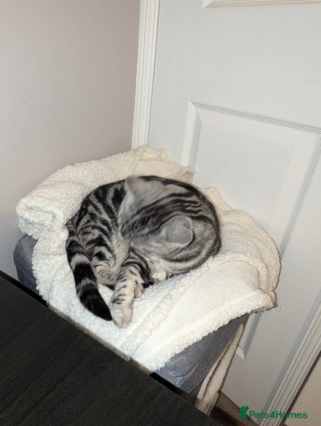 Mixed Breed cats for sale: Silver Black Tabby - Advert 7