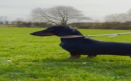 Dachshund dogs for stud: KC Reg. Crufts Qual. Standard Dachshund at Stud - Image 4