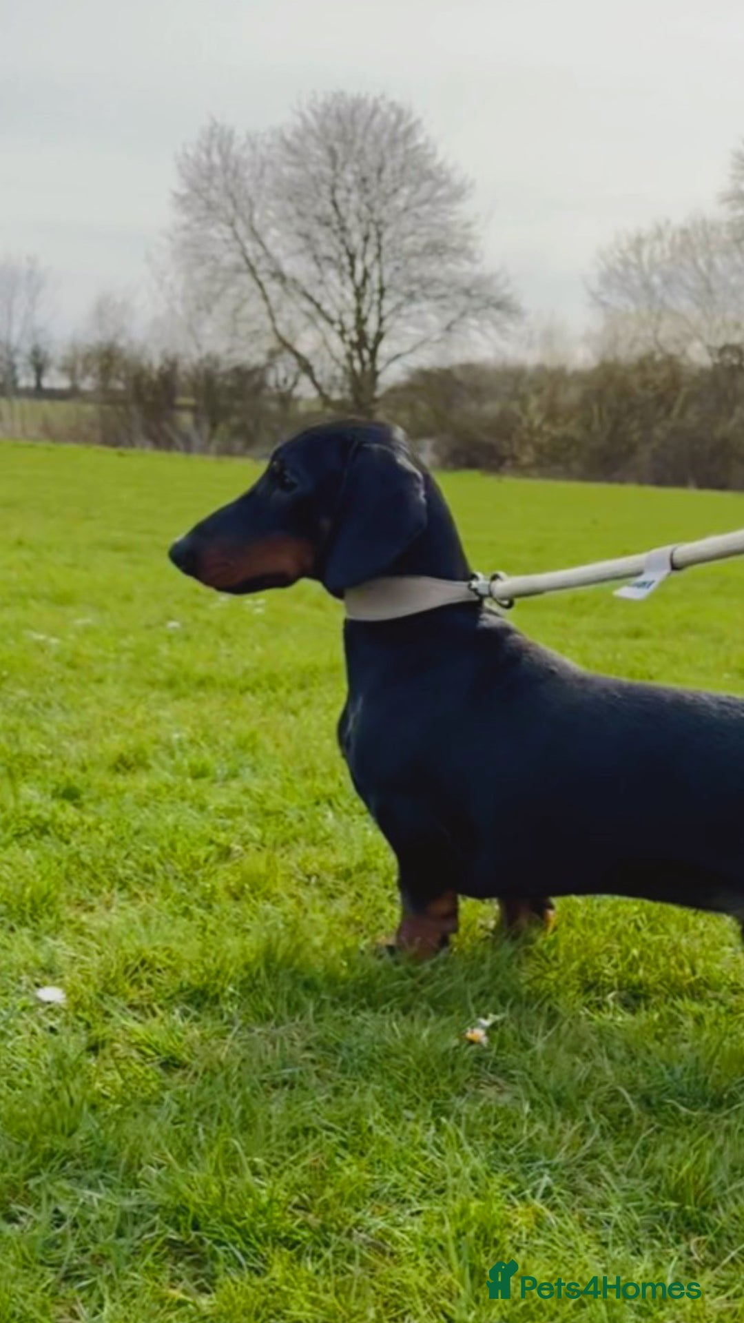 Dachshund dogs for stud: KC Reg. Crufts Qual. Standard Dachshund at Stud - Image 4