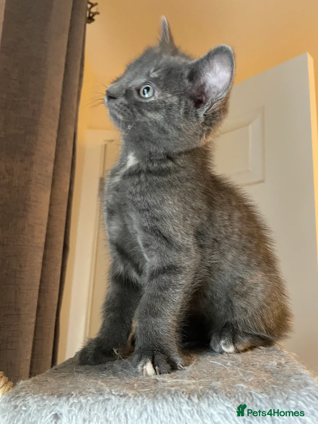 Mixed Breed cats for sale: Mixed Breed Kittens – 1 Male & 4 Female Available - Advert 10