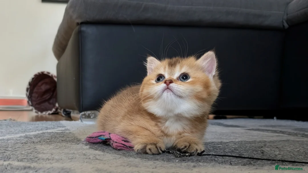 British Shorthair cats for sale: Two adorable little kittens 😍 - Advert 2