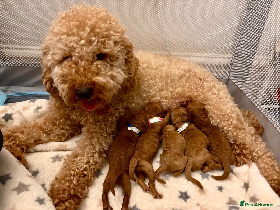 Miniature Poodle dogs for sale: **All Reserved** Stunning Deep Red Mini Poodle - Advert 10