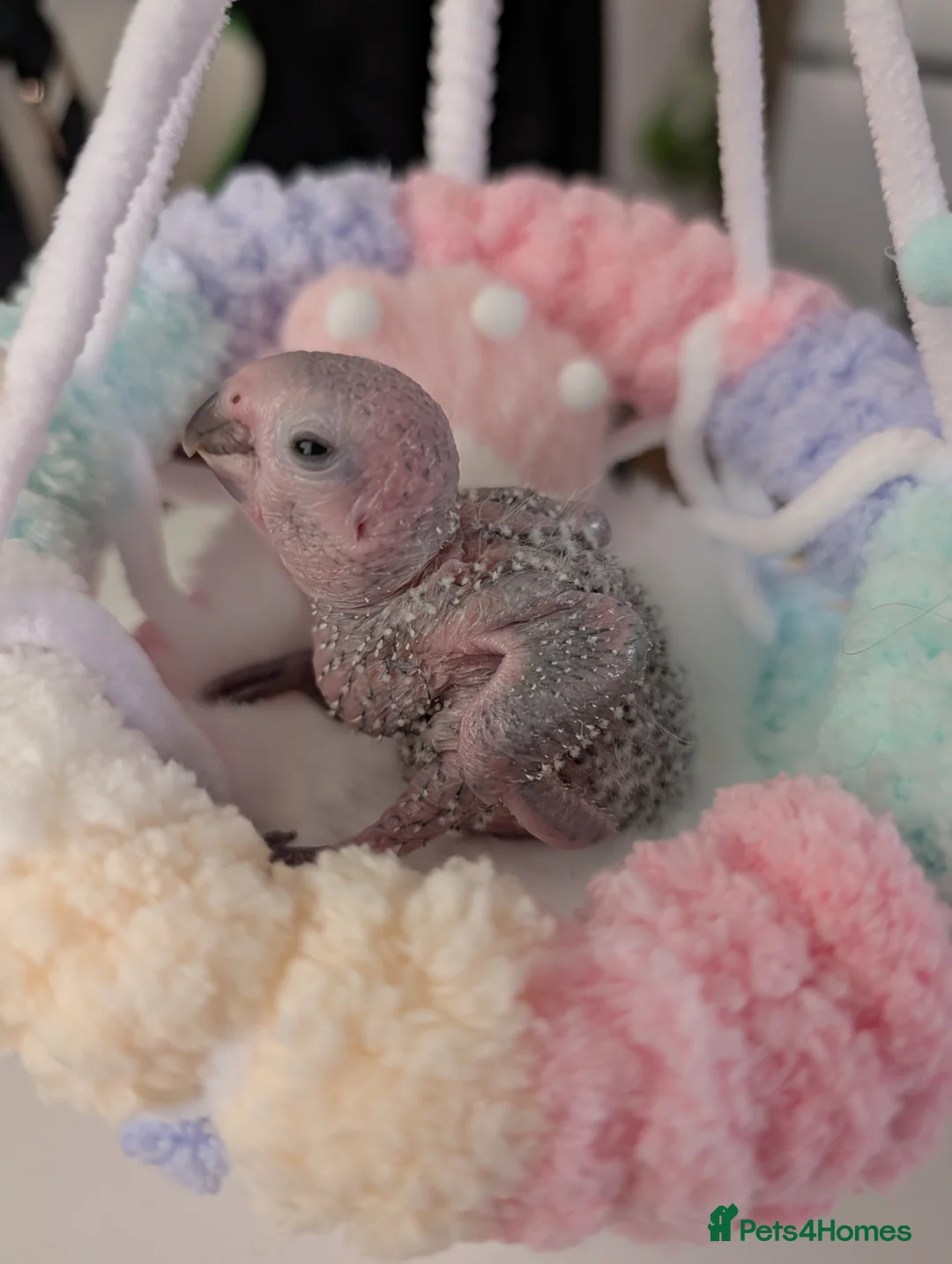 Conures birds for sale: Baby greencheek conure chicks - Advert 6