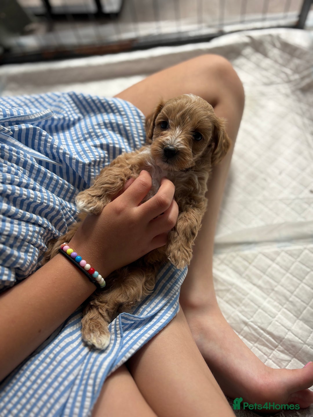 Maltipoo dogs for sale: Last boy left 💙💙 - Image 1
