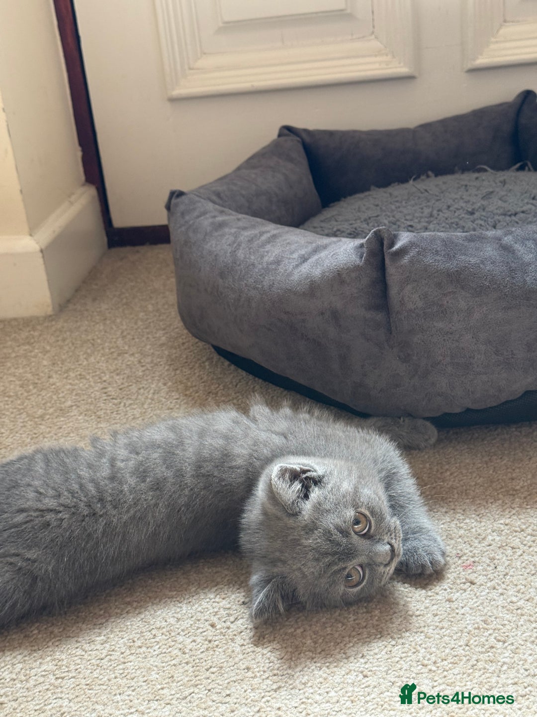 British Shorthair cats for sale: Male British short hair - Image 2