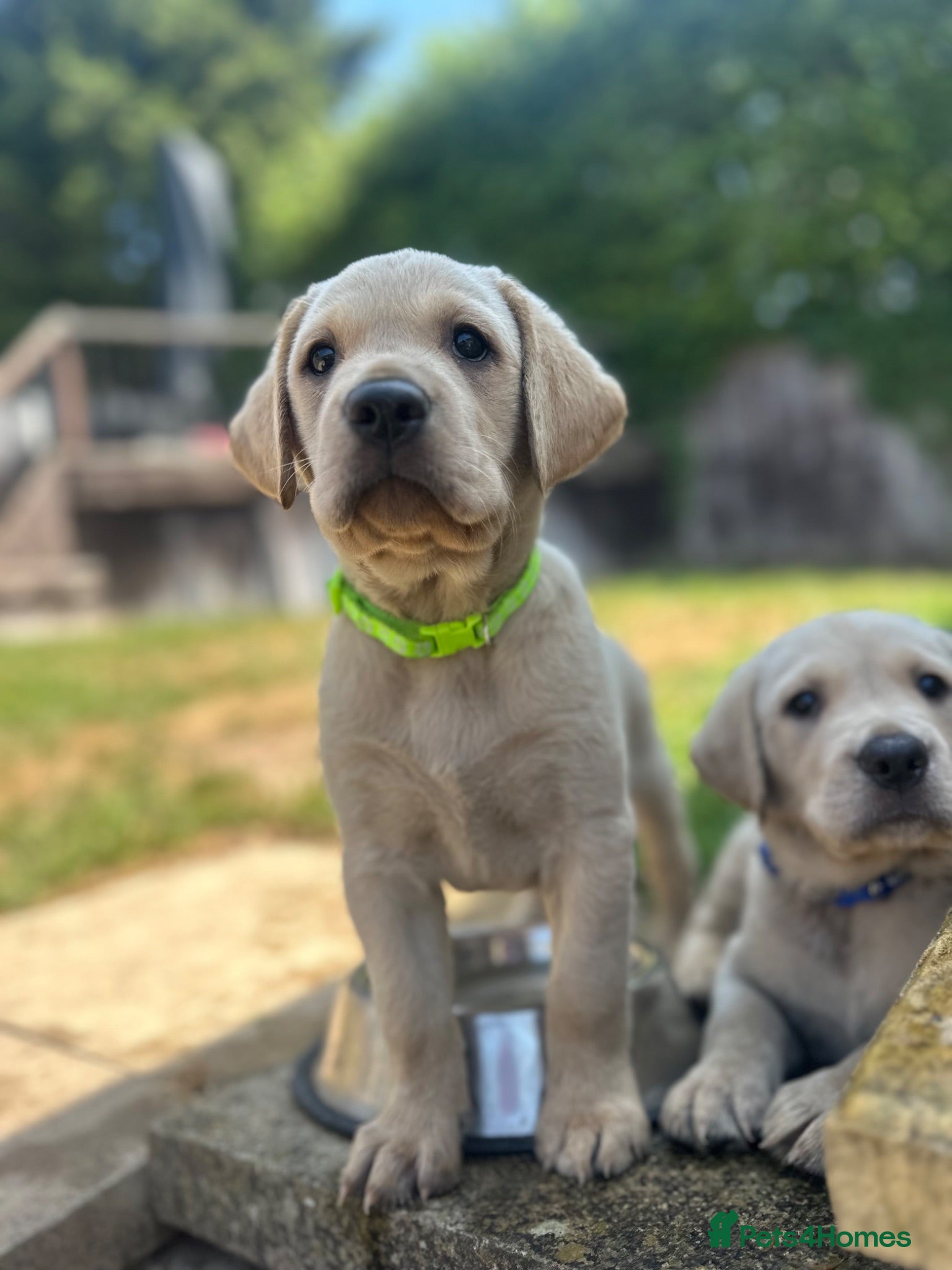 Goldador dogs *Gorgeous Goldador puppies* - Advert 2