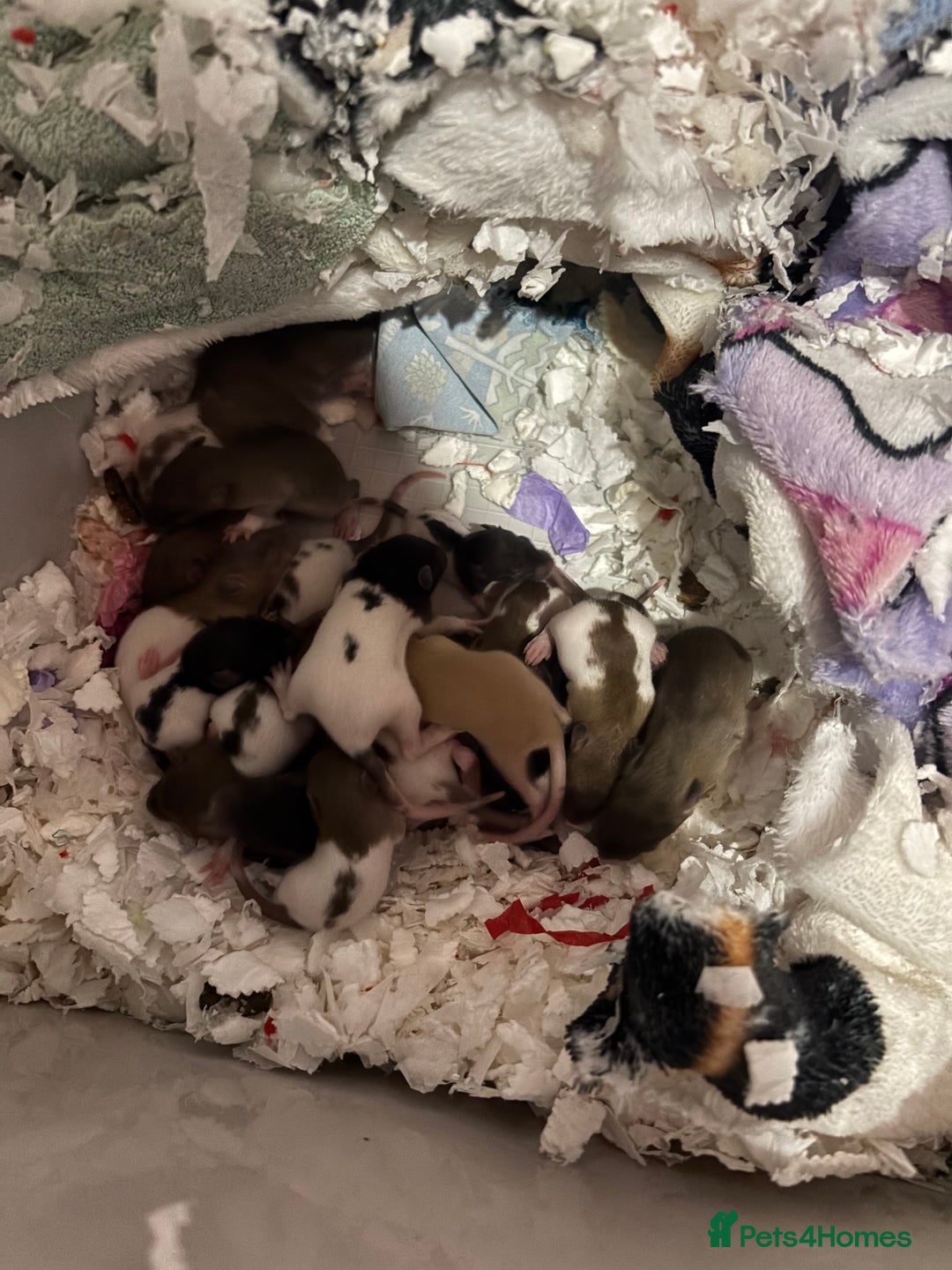 Rat rodents for sale: baby rats for sale GOING FAST.  - Advert 3