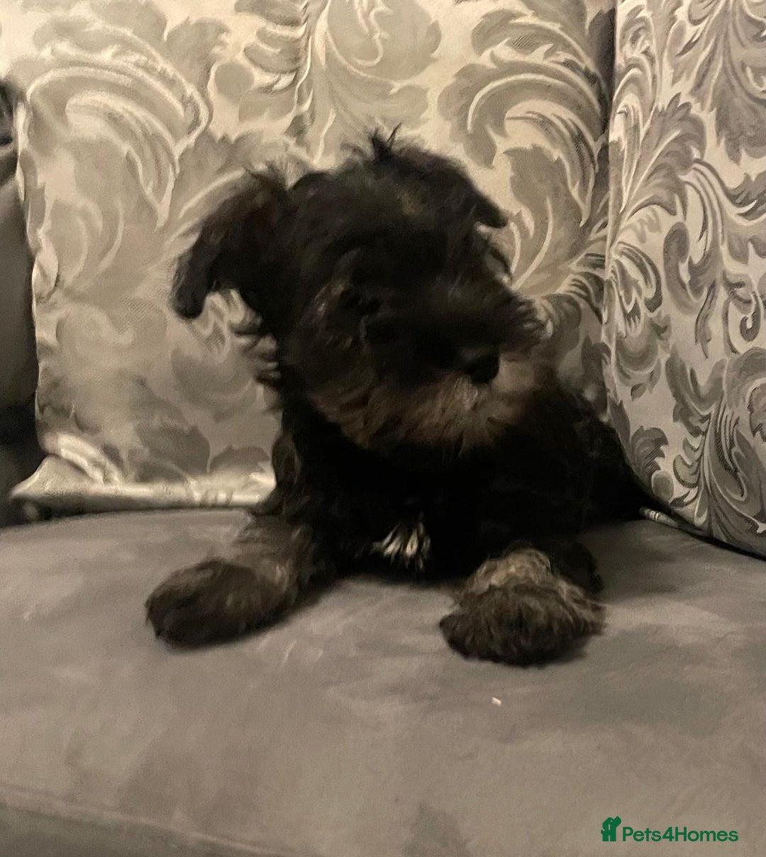 Miniature Schnauzer dogs for sale: KC Pedigree Mini Schnauzer - Advert 9
