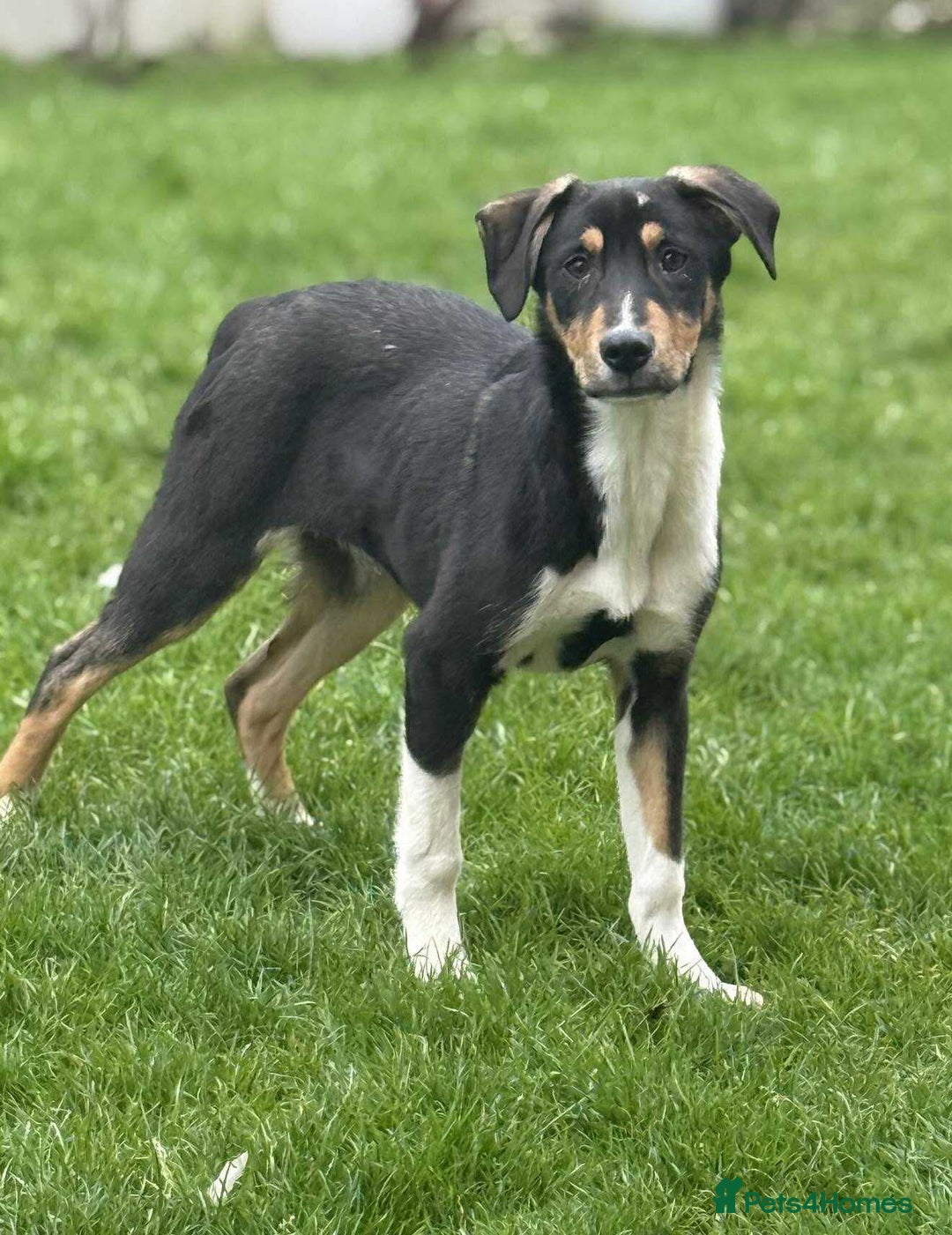 Mixed Breed dogs for adoption: 💕 Drummer 💕 - Advert 2