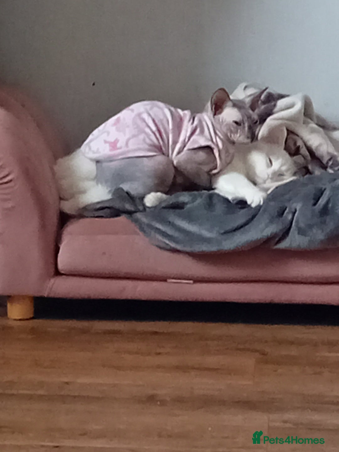 Sphynx cats for sale: Female sphynx - Image 4