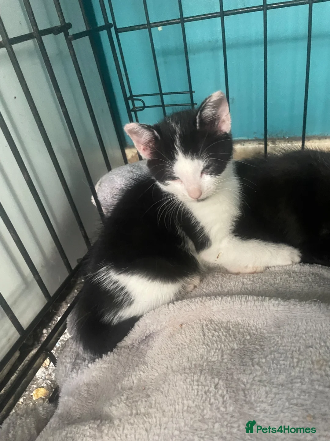 British Shorthair cats for sale: 1 female and 1 male kitten ready to leave now. - Advert 2