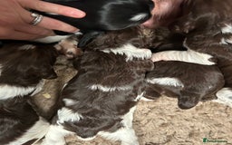 English Springer Spaniel dogs for sale: Springer spaniel puppies for sale  - Image 6