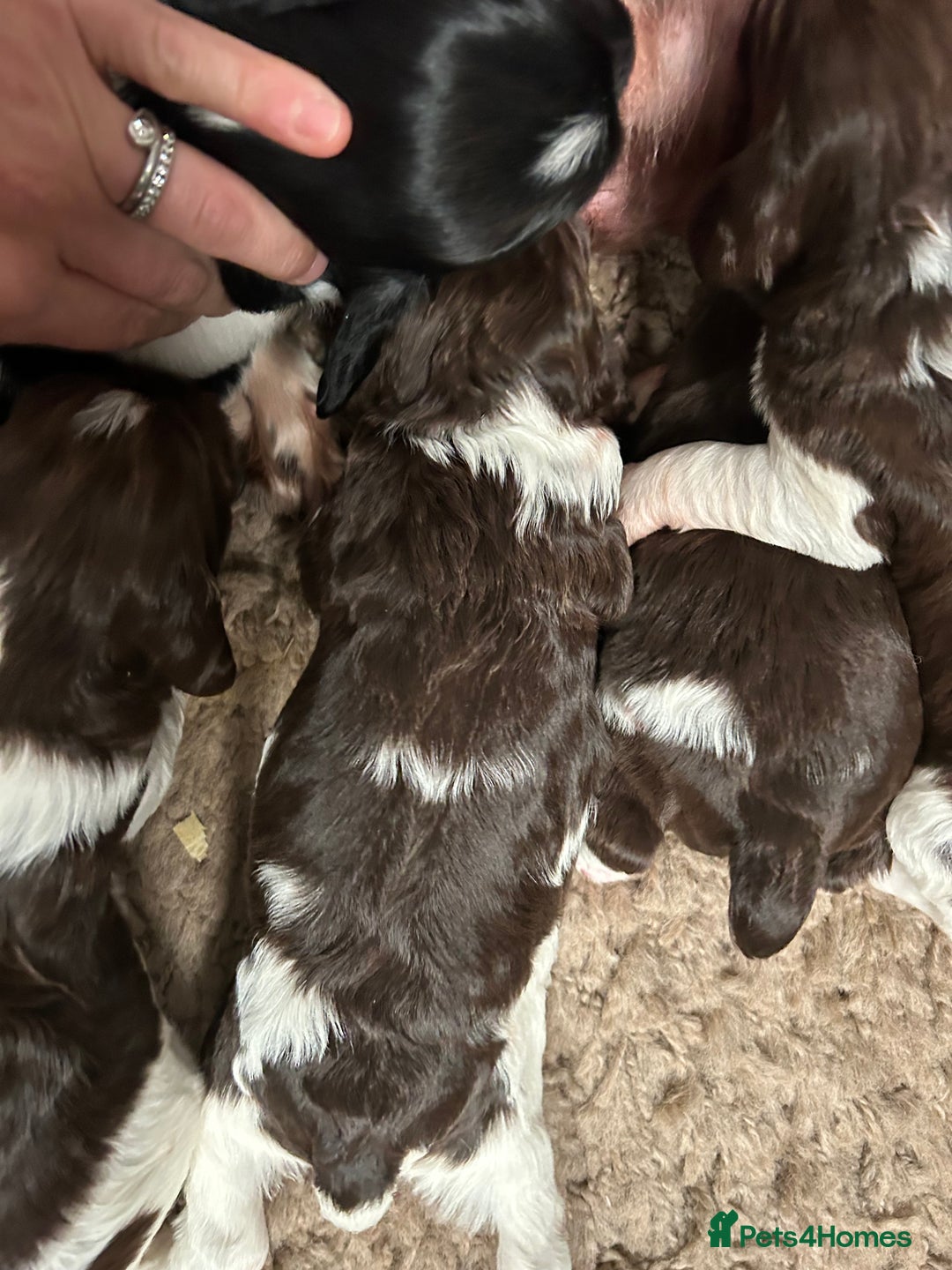English Springer Spaniel dogs for sale: Springer spaniel puppies for sale  - Image 6
