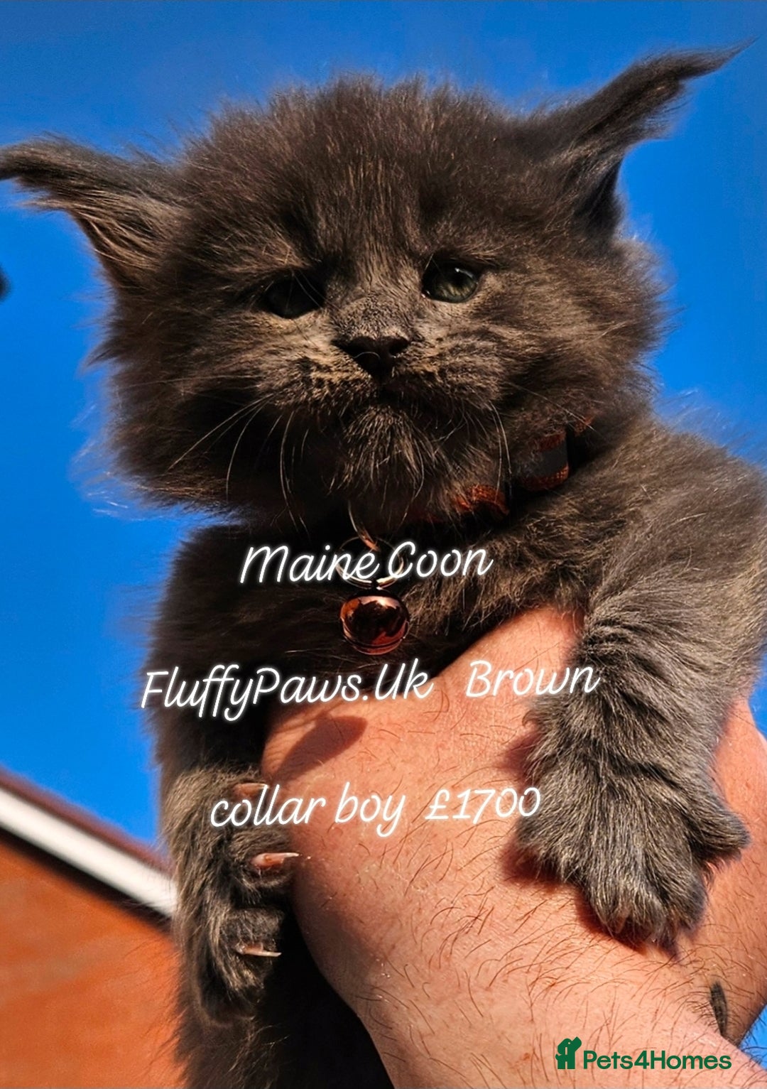 Maine Coon cats for sale: Maine Coons FluffyPaws.Uk  - Image 1