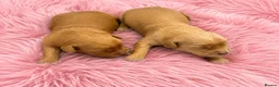 Golden Retriever dogs for sale: KC Dark Golden Retrievers 🧬 Health Tested Parents - Advert 5