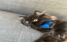 Persian cats for sale: Black Persian Gorgeous Boy  - Image 6