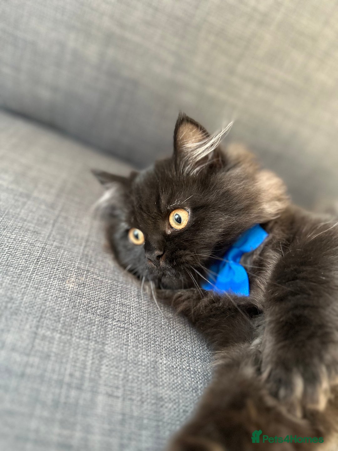 Persian cats for sale: Black Persian Gorgeous Boy  - Image 6