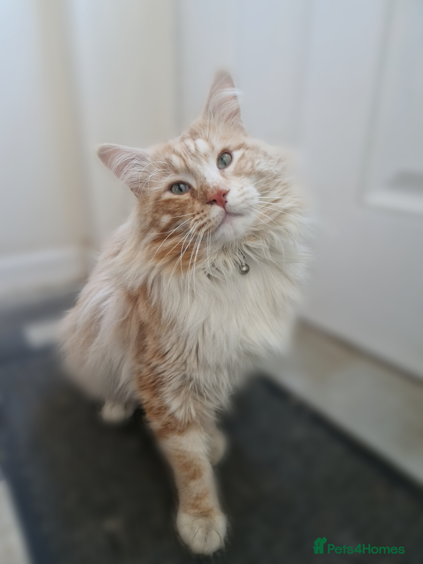 Maine Coon cats Male Maincoon  - Advert 6