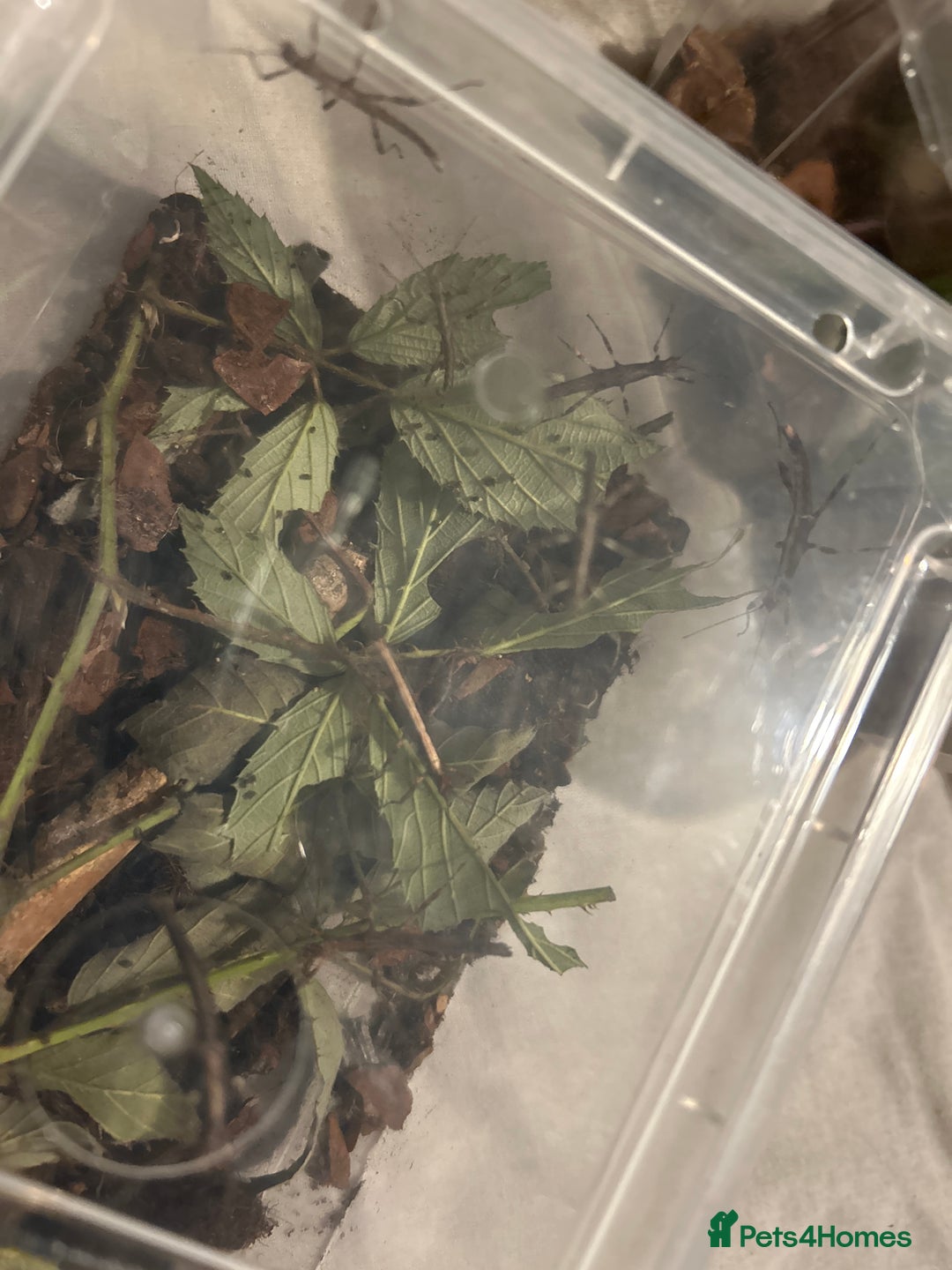 Stick Insects invertebrates for sale: Sunny and Thorny Stick insects - Advert 2