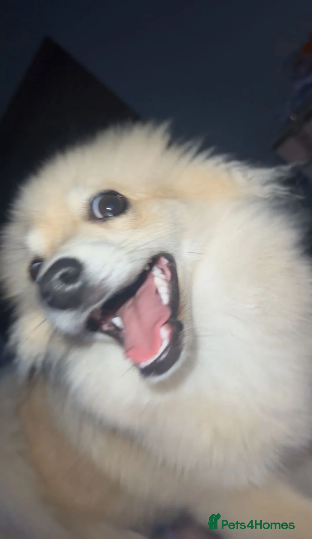 Mixed Breed dogs for sale: Milo(German Spitz & Pomeranian) - Advert 2