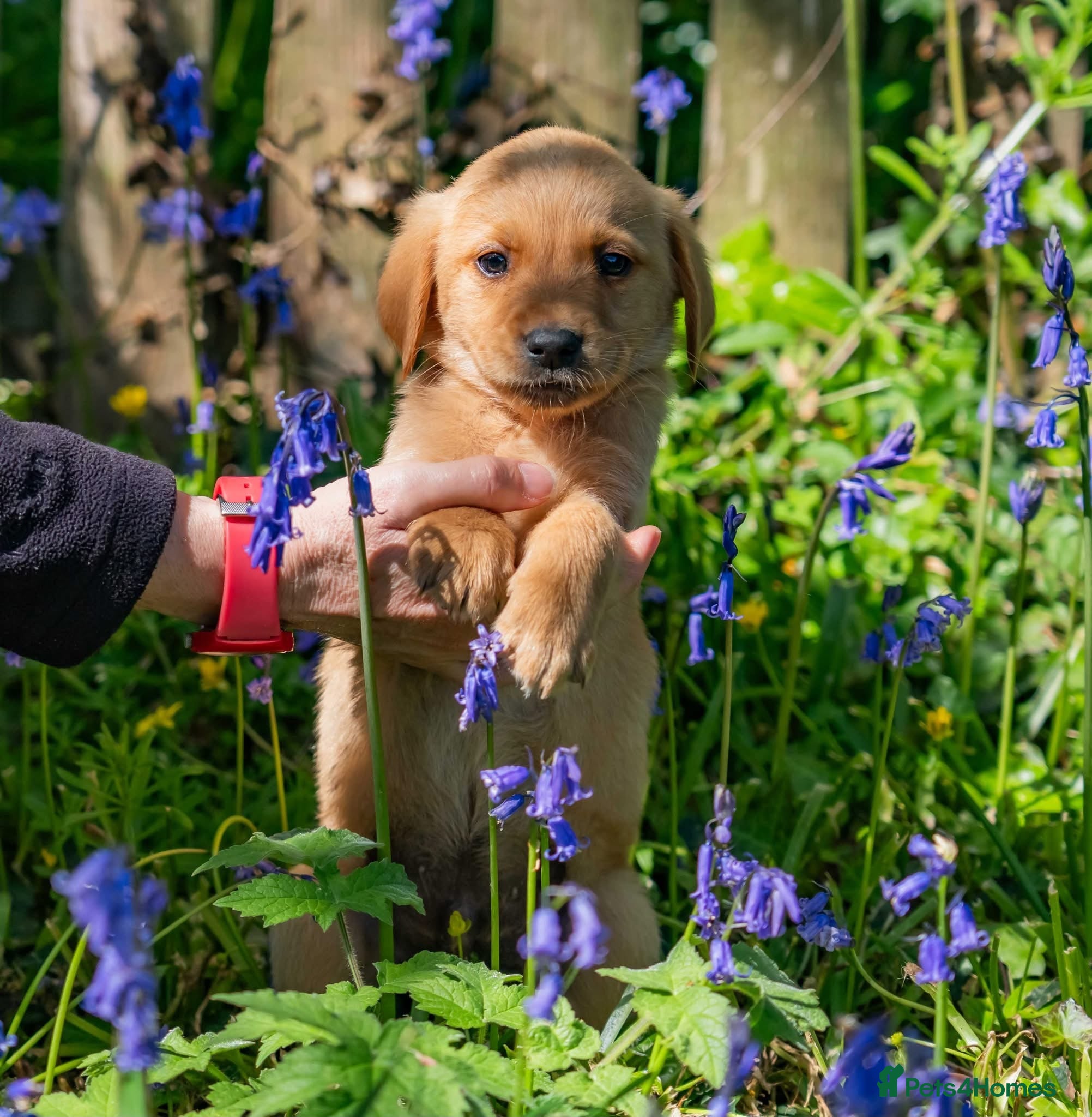Goldador dogs 💛⭐️❤️☀️Fox Red Goldador Puppies for sale💛⭐️❤️🌟 - Advert 2