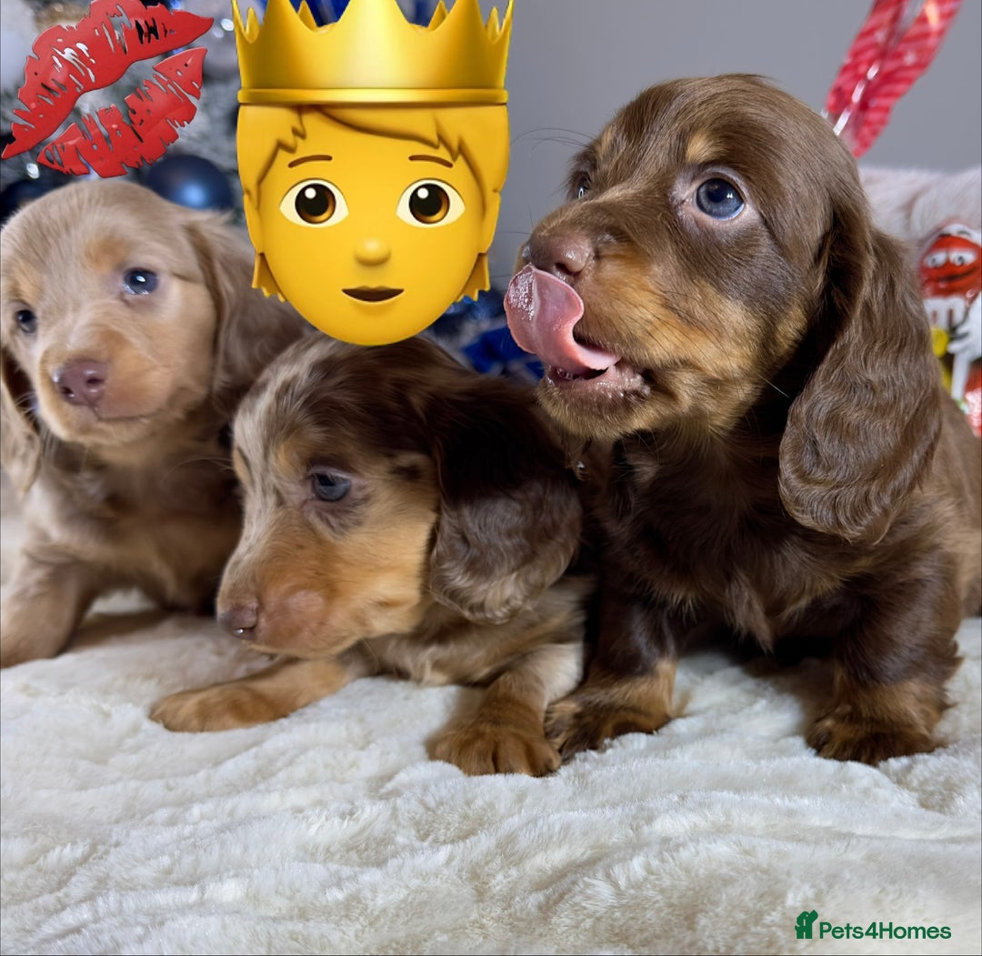 Miniature Dachshund dogs for sale: Dachshund miniature long hair - Advert 14