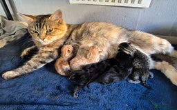 Mixed Breed cats for sale: Low Price, 4 beautiful babies looking for homes - Image 2