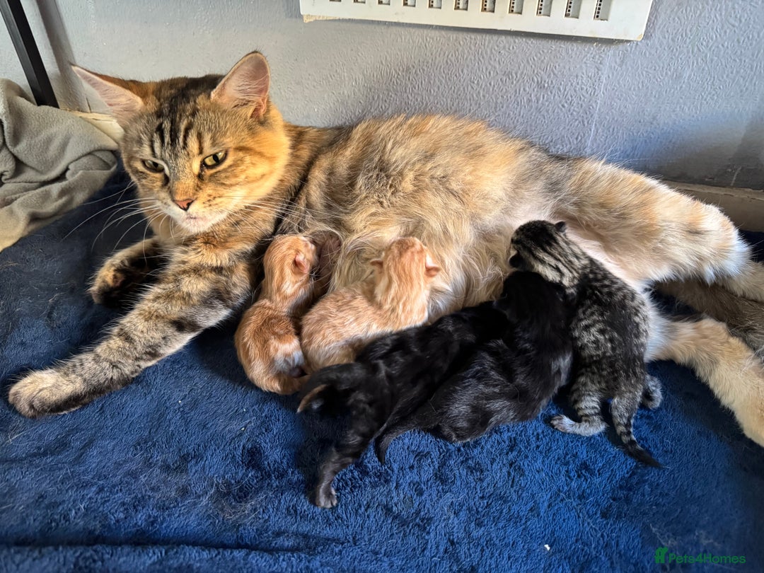 Mixed Breed cats for sale: Low Price, 4 beautiful babies looking for homes - Image 2