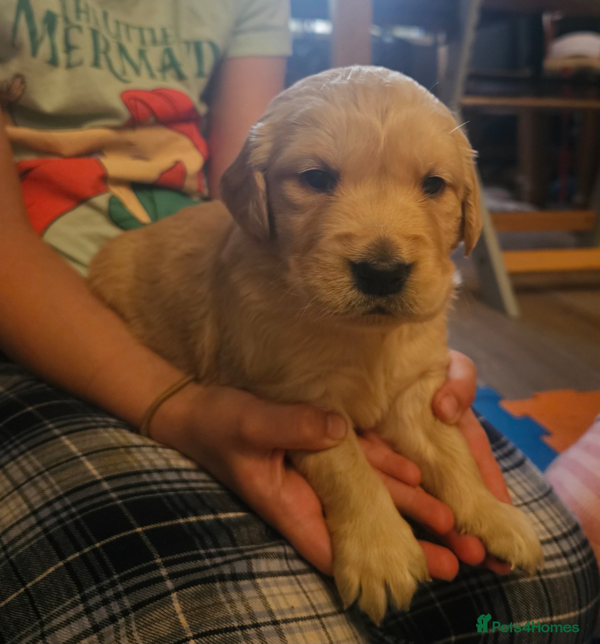 Golden Retriever dogs ✨Beautiful Golden Retrievers puppies! ✨ - Advert 17
