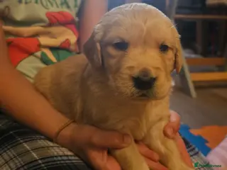 Golden Retriever dogs ✨Beautiful Golden Retrievers puppies! ✨ - Advert 17