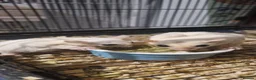 Mixed Breed rabbits for sale: Sugar glider joey - Advert 6