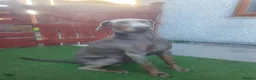 Dobermann dogs for stud: Proven KC Isabella Fawn Stud Champion Bloodlines - Advert 7
