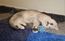 British Shorthair cats for sale: British Shorthair Kittens – Golden & Silver Shaded - Image 23