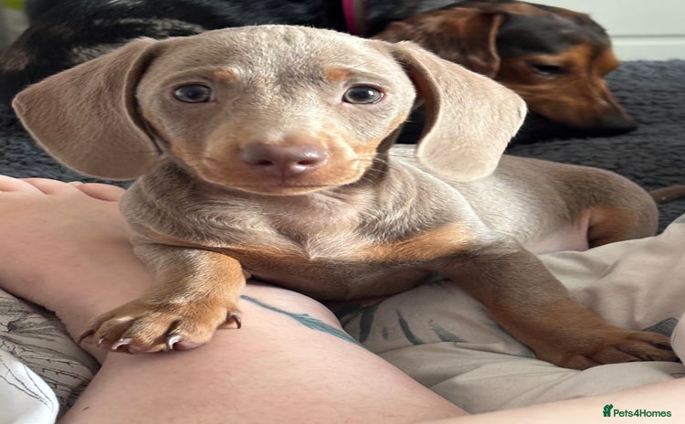 Miniature Dachshund dogs - Advert 1