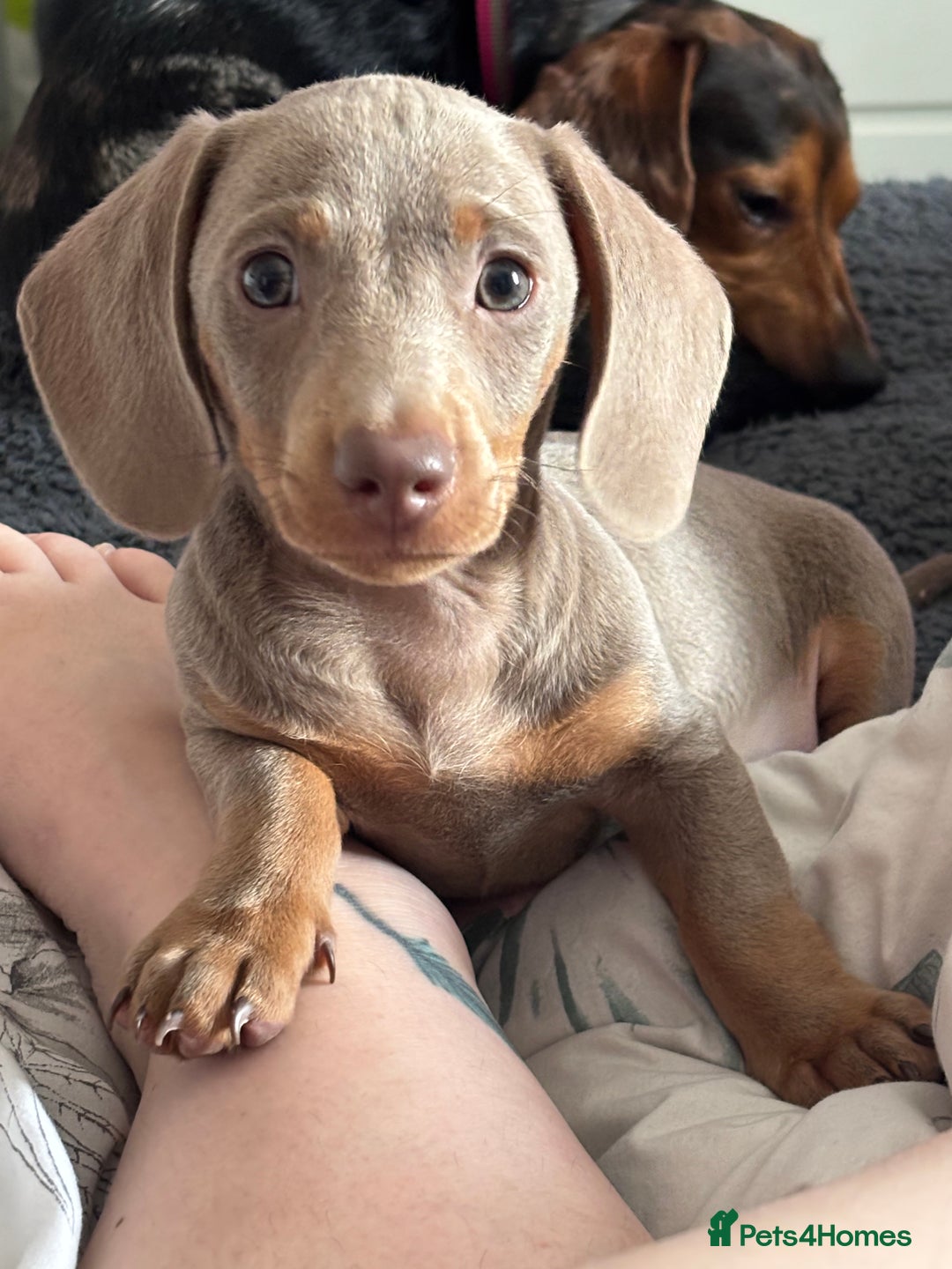 Miniature Dachshund dogs for sale: Isabella Miniature Dachshund Puppy - Image 1