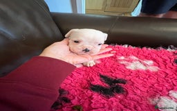 Boxer dogs for sale: Boxer puppies from Health Tested Parents  - Image 15