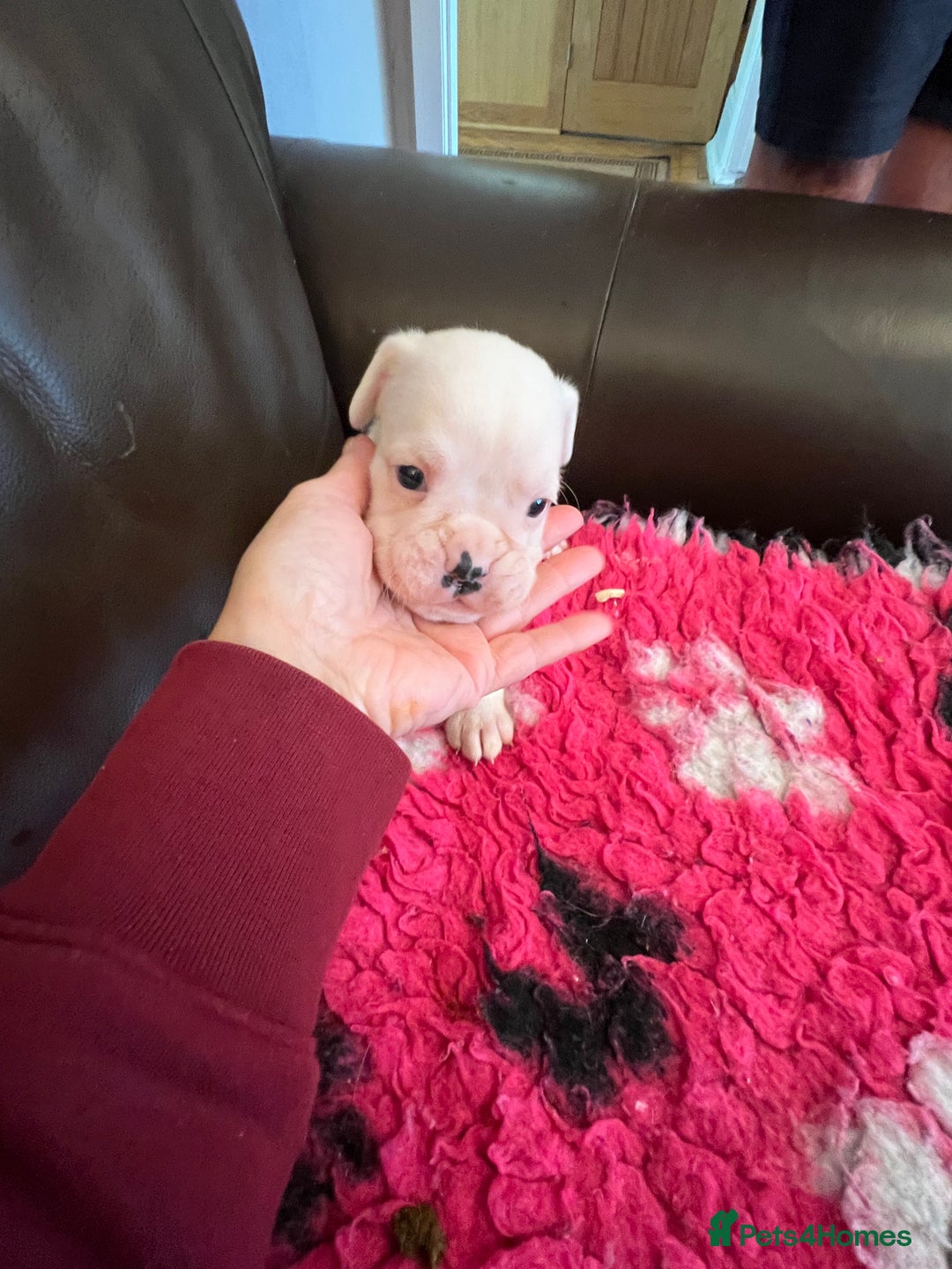 Boxer dogs for sale: Boxer puppies from Health Tested Parents  - Image 15